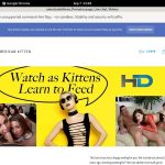Americankittens Websites Americankittens Websites